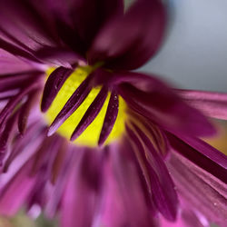 Macro shot of purple flower