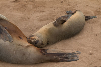 High angle view of sea resting on sand