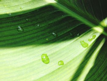 Close-up of green leaves