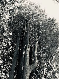 Low angle view of tree trunk in forest