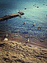 View of birds in sea