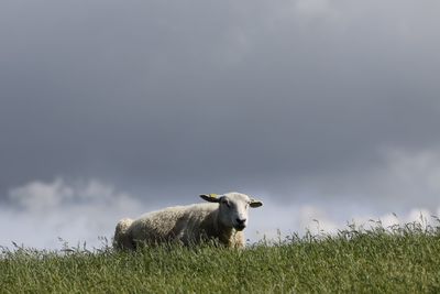 Sheep standing on field against sky