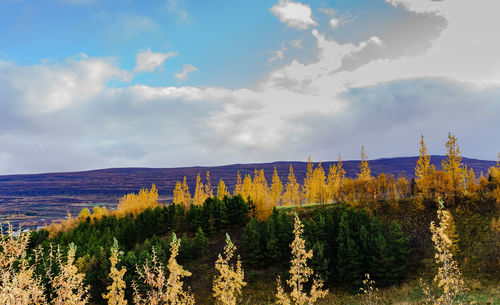 Plants growing on land against sky