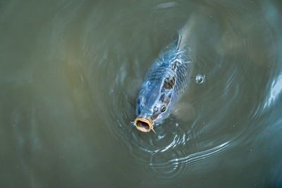 High angle view of fish swimming in lake