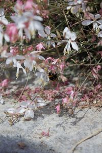 Close-up of pink flowering plants