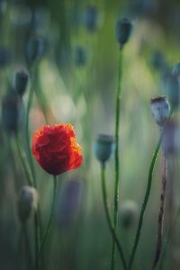 Close-up of red poppy flower