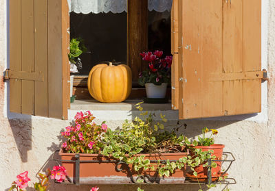 Potted plants at entrance of building