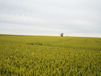 Scenic view of wheat field against sky