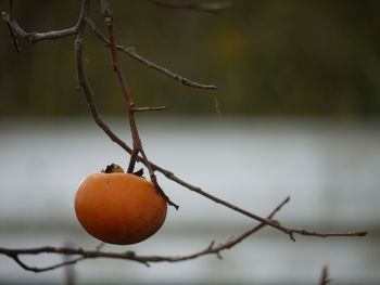Close-up of branches against blurred background