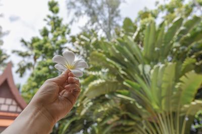 Close-up of hand holding white flower