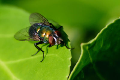 Close-up of insect on plant