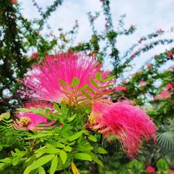 Close-up of pink flowering plant