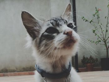 Close-up of cat at home