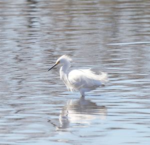 White heron in lake