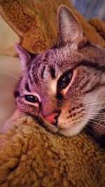 Close-up portrait of cat at home