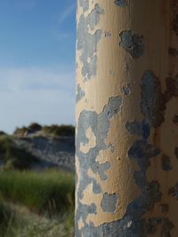 Close-up view of leaf