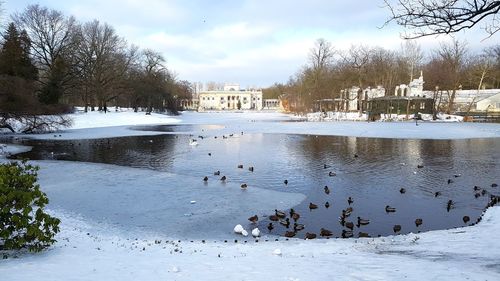 Swans swimming in lake against sky during winter