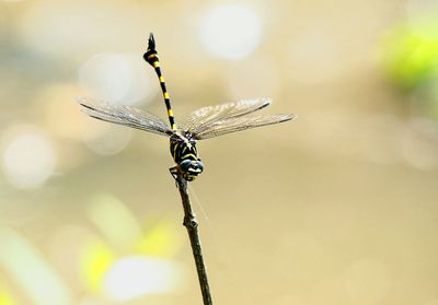 Close-up of dragonfly on plant