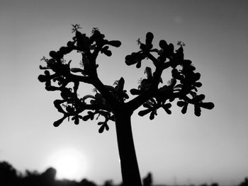 Low angle view of silhouette flowering plant against clear sky