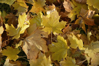 Close-up of dry maple leaves