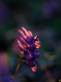 Close-up of purple flowering plant