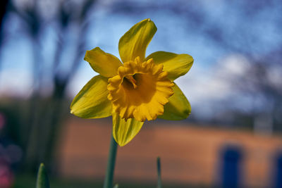 Close-up of yellow flowering plant