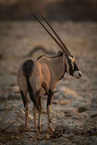 Gemsbok stands turning towards camera at dusk