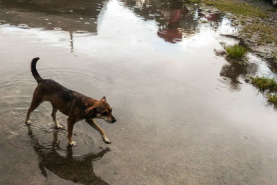 High angle view of dog on water