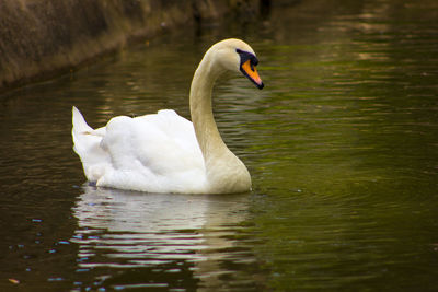 Swan swimming in lake