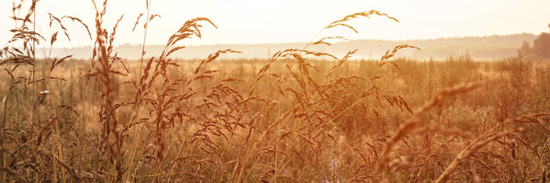 Autumn natural landscape of golden brown dry withered pampas grass straw in the background light