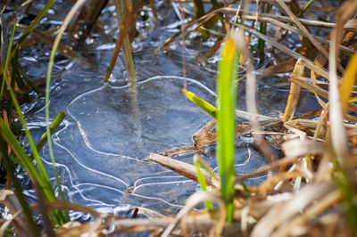 High angle view of grass growing in water