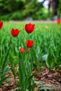 Close-up of red poppy in field