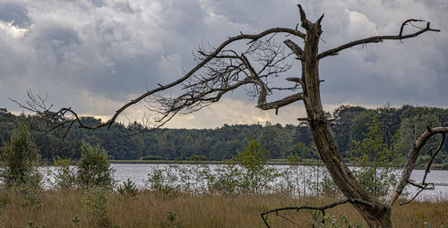 Plants by lake against sky