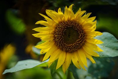 Close-up of sunflower