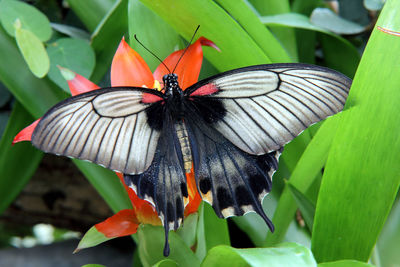 Close-up of butterfly perching on leaf