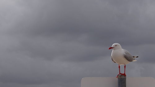 Seagull perching on a bird