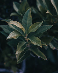 Close-up of green leaves