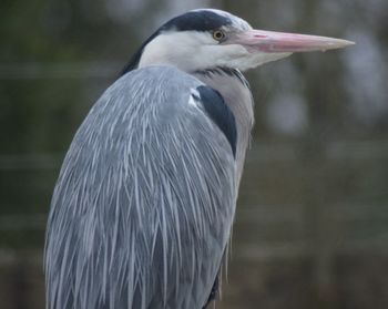 Close-up of gray heron by lake