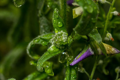 Close-up of water drops on leaf