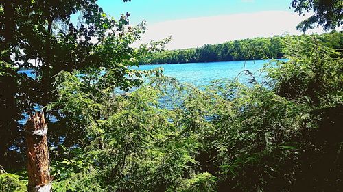 Scenic view of trees against sky