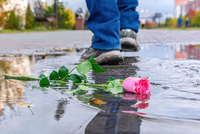 A rose lies in a puddle against the background of passers-by