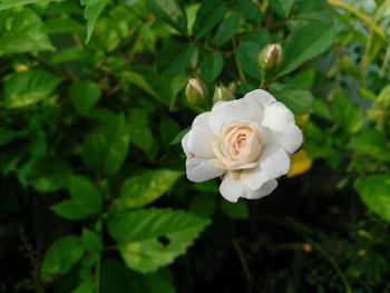 Close-up of white rose