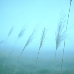 Close-up of plants growing on field