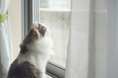 Cat looking through window at home