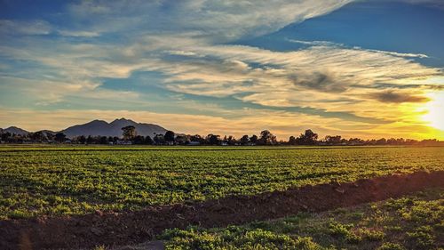 Scenic view of field against sky during sunset