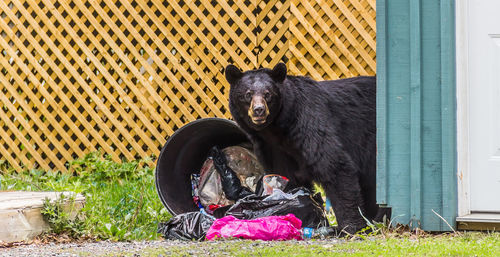 Black cat sitting on grass