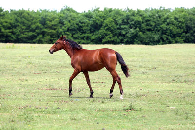 Horse standing in a field