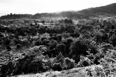 Scenic view of forest against sky