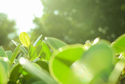 Close-up of green leaves