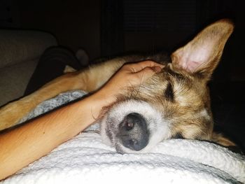 Close-up of dog sleeping on bed